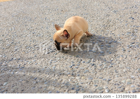 法國鬥牛犬 法國鬥牛犬 135899288