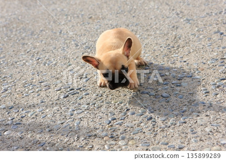 法國鬥牛犬 法國鬥牛犬 135899289