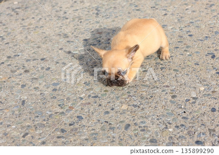 法國鬥牛犬 135899290
