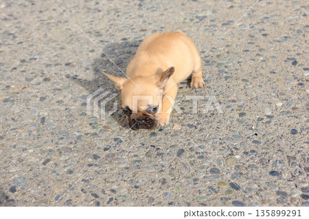 French bulldog French bulldog 135899291