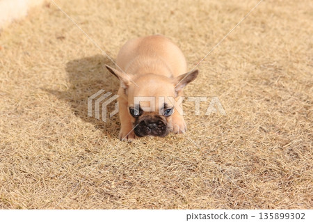 法國鬥牛犬 135899302