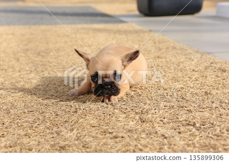 French bulldog French bulldog 135899306
