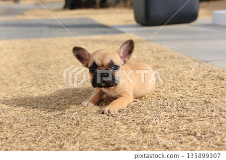 法國鬥牛犬 135899307