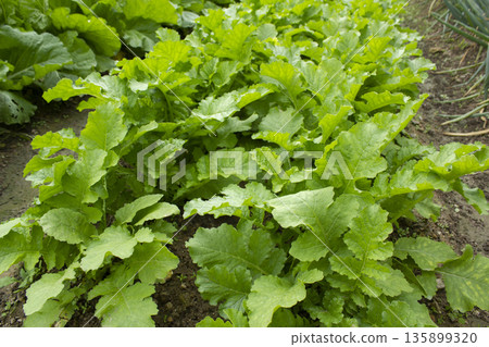 A close-up of a turnip field. A close-up of a turnip field. 135899320