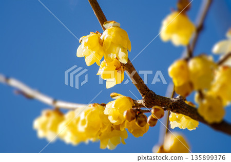 冬青花在寒冷中盛開 冬青花在寒冷中盛開 135899376