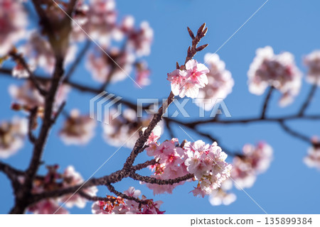 Japan's earliest-blooming "Atami Cherry Blossoms" 3 Japan's earliest-blooming "Atami Cherry Blossoms" 3 135899384