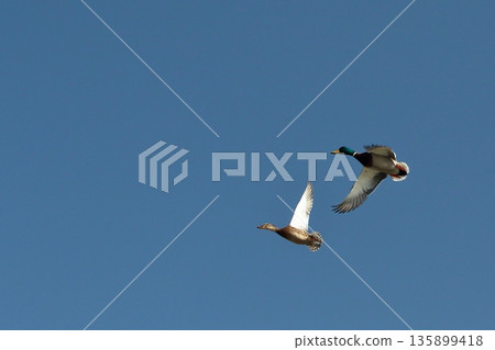 Duck to fly 135899418