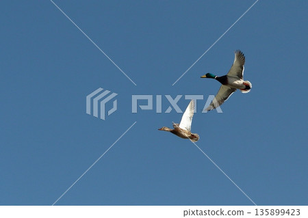 鴨子飛 鴨子飛 135899423