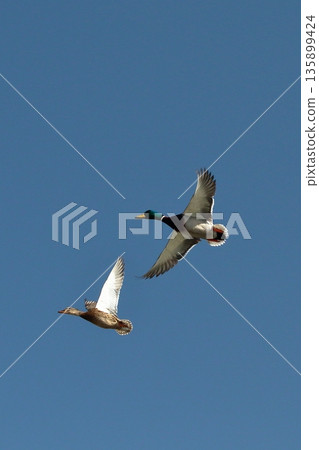 Duck to fly Duck to fly 135899424