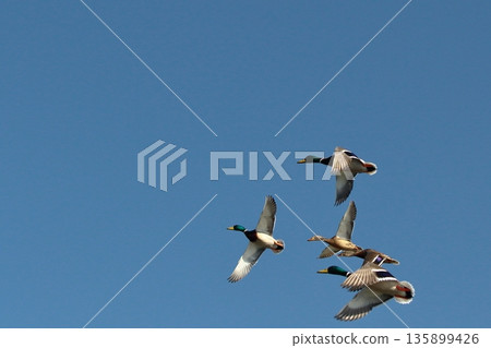 Duck to fly 135899426