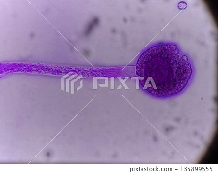 製作發酵食品天貝的真菌 135899555