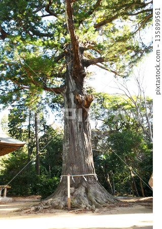 [Sosa City: The sacred large cedar tree of Matsuyama Shrine, a natural monument designated by the city] 135899561