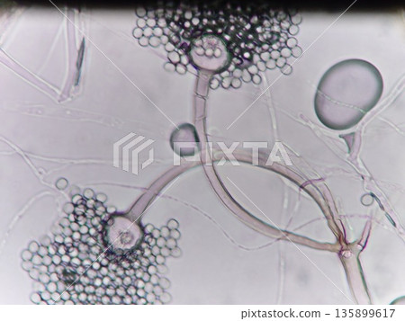根黴菌的美麗孢子 135899617