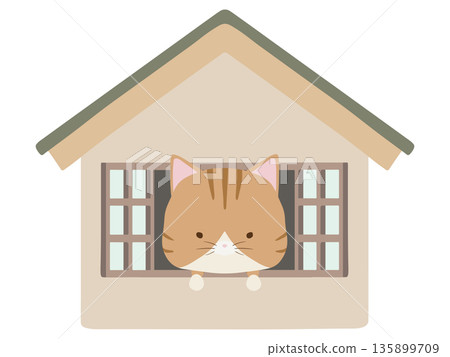 Brown tabby cat at home Brown tabby cat at home 135899709