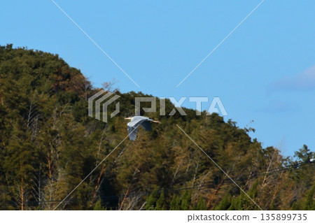 Flying gray heron Flying gray heron 135899735