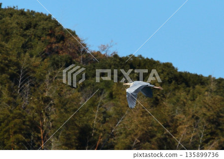Flying gray heron Flying gray heron 135899736