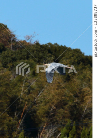 Flying gray heron Flying gray heron 135899737