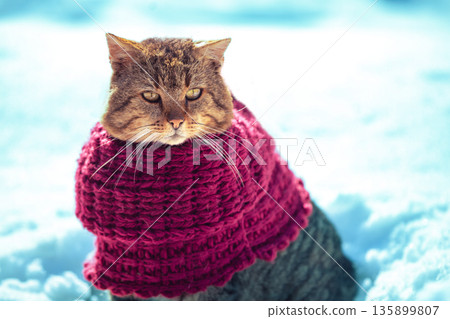 Portrait of a cat outdoors, wearing a knitted scarf, in snowy winter Portrait of a cat outdoors, wearing a knitted scarf, in snowy winter 135899807