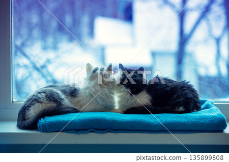 Two adorable cats are lying on the windowsill in winter. There is a snowy winter forest outside the window Two adorable cats are lying on the windowsill in winter. There is a snowy winter forest outside the window 135899808