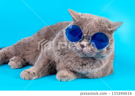 Portrait of a funny Blue British Shorthair cat in blue round sunglasses and on a blue background Portrait of a funny Blue British Shorthair cat in blue round sunglasses and on a blue background 135899816