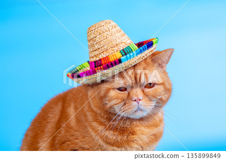 Portrait of a funny cat in a Hawaiian-style straw hat on a blue background 135899849