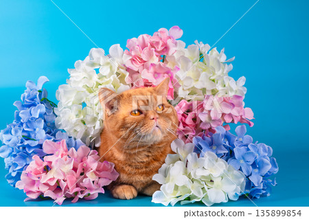 Red British Shorthair cat with bright hydrangea flowers on a blue background 135899854