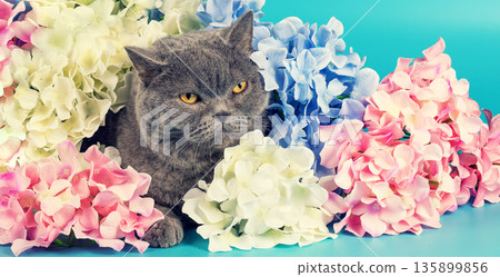 Blue British shorthair cat with colorful Hydrangea flowers on a blue background. Horizontal banner Blue British shorthair cat with colorful Hydrangea flowers on a blue background. Horizontal banner 135899856
