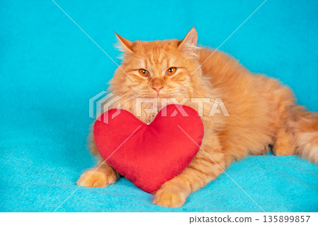 Beautiful red longhair Siberian cat with toy heart on blue blanket 135899857