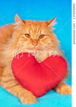 Beautiful red longhair Siberian cat with toy heart on blue blanket 135899869