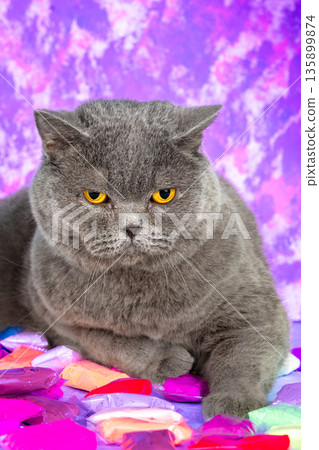 Fashion portrait of a blue british shorthair cat lying on the bags of paints against a colorful abstract background. Vertical photo 135899874
