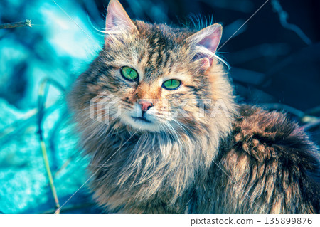 Portrait of a cute Siberian longhair cat outdoors in snowy winter 135899876