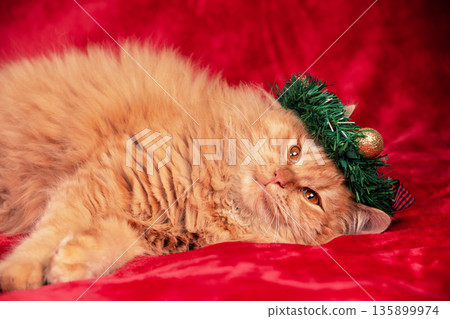 Beautiful red Longhair Siberian cat in Christmas wreath lying on a red blanket 135899974