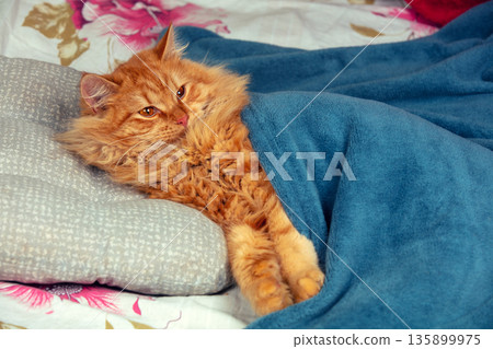 Funny ginger longhair Siberian cat covered with a blue blanket lies in bed 135899975