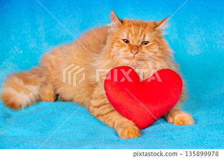 Beautiful red longhair Siberian cat with toy heart on blue blanket 135899978