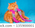 Fashion portrait of a Siberian longhair cat wearing a knitting scarf on a blue background 135900001