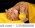 A ginger British shorthair cat lies on its back with yellow toy balls in its paws. The cat lies on a black background and is covered with a yellow blanket 135900006