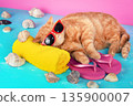 Funny red cat in sunglasses with flip-flop sandal relaxed on blue background against pink background. The cat lying on the yellow towel 135900007