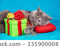 Funny blue british shorthair cat lying on red pillow on blue blanket near gift box 135900008