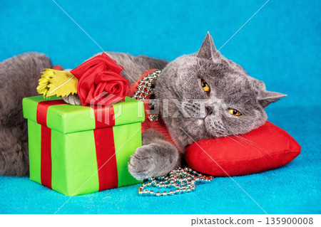 Funny blue british shorthair cat lying on red pillow on blue blanket near gift box Funny blue british shorthair cat lying on red pillow on blue blanket near gift box 135900008