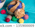 A funny playful ginger British shorthair cat lying on the back in a basket with many colorful skeins 135900009