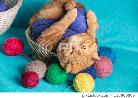 A funny playful ginger British shorthair cat lying on the back in a basket with many colorful skeins A funny playful ginger British shorthair cat lying on the back in a basket with many colorful skeins 135900009