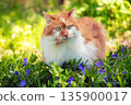 Red and white longhair adorable cat walks outdoors on the lawn on a sunny day 135900017