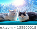 Two adorable cats are lying on the windowsill in winter. There is a snowy winter forest outside the window 135900018