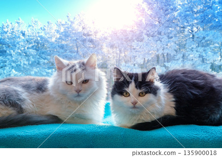 Two adorable cats are lying on the windowsill in winter. There is a snowy winter forest outside the window 135900018