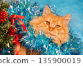 Cute funny ginger longhair cat wrapped in garland. Christmas card 135900019