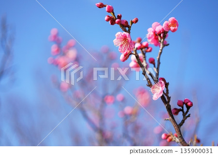 Plum blossoms in Municipal Park Plum blossoms in Municipal Park 135900031