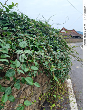 Close-up of Asian Jasmine leaves. 135900048