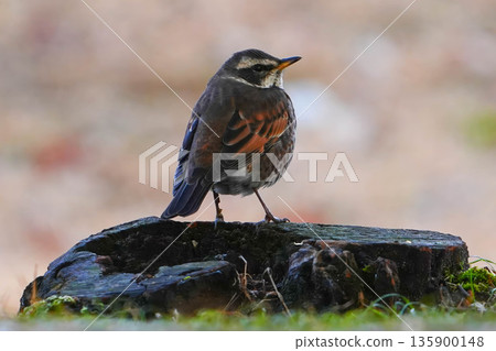 Thrush 135900148