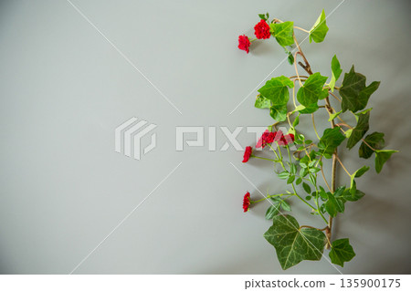 miniature red roses with clear space for text on gray background miniature red roses with clear space for text on gray background 135900175