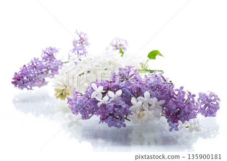 Bouquet of white and purple lilacs on a white background Bouquet of white and purple lilacs on a white background 135900181